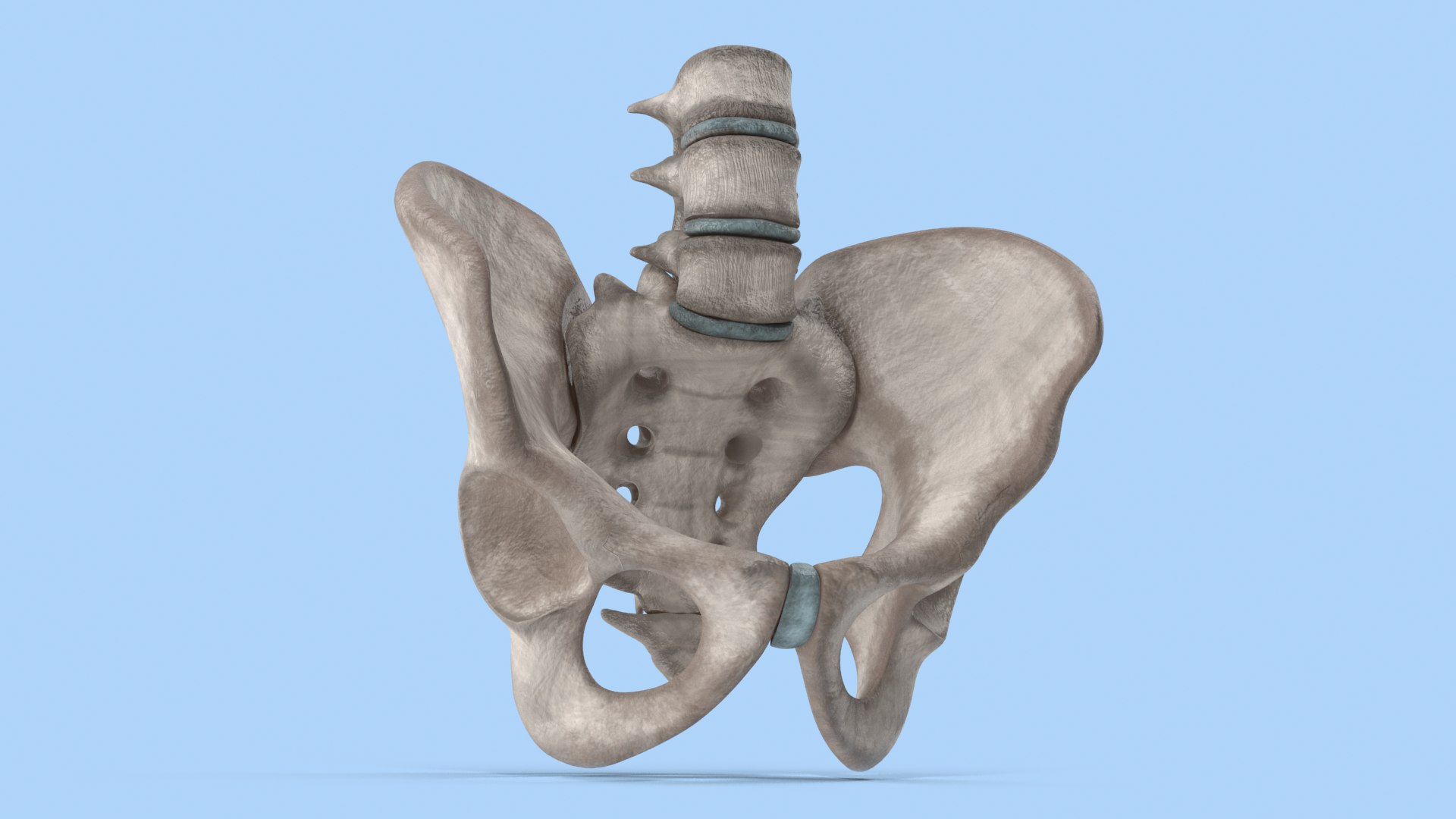 pelvis male skeleton model https://p.turbosquid.com/ts-thumb/uM/642nLZ/KP/018_malepelvis_col_v010144/png/1606670433/1920x1080/fit_q87/9ab75900dd0d5fa1940f68b34e037bcba24593d5/018_malepelvis_col_v010144.jpg