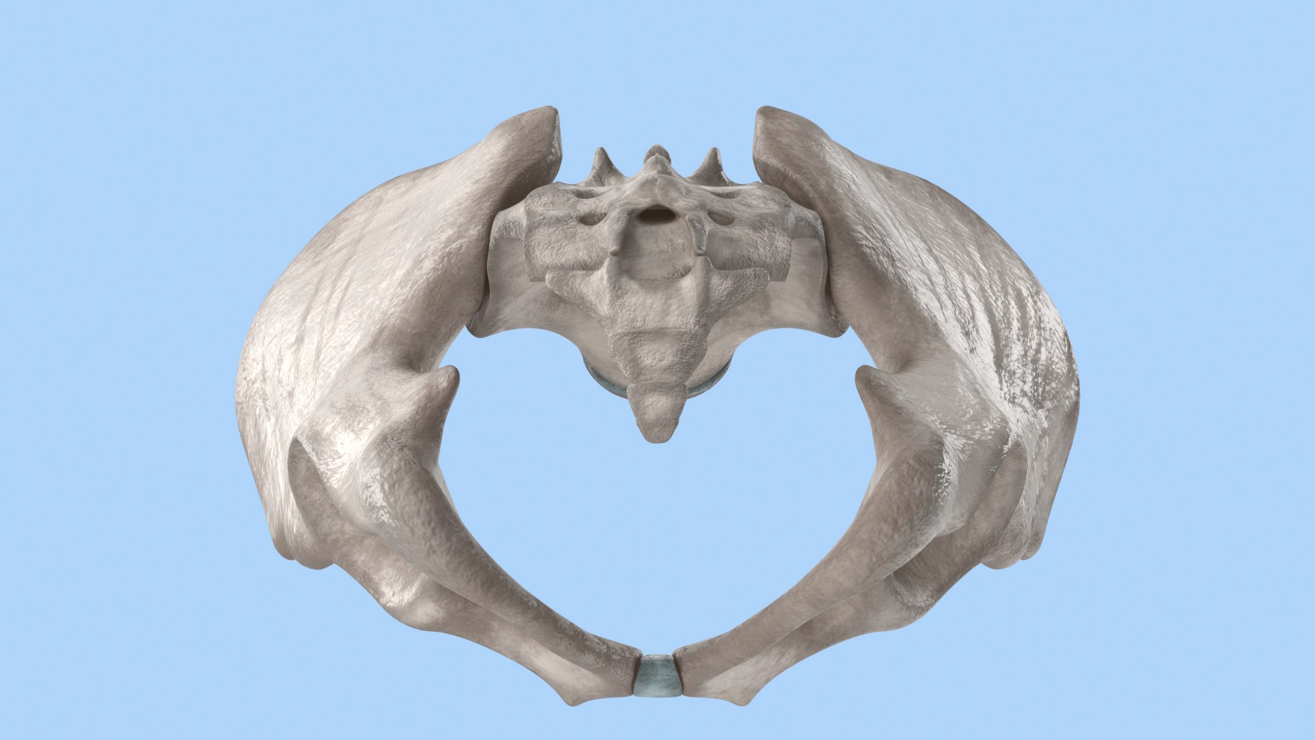 pelvis male skeleton model https://p.turbosquid.com/ts-thumb/uM/642nLZ/LA/018_malepelvis_col_v010217/png/1606670434/1920x1080/fit_q87/4800a8cdd947baf14945828f8ed96217e6227451/018_malepelvis_col_v010217.jpg