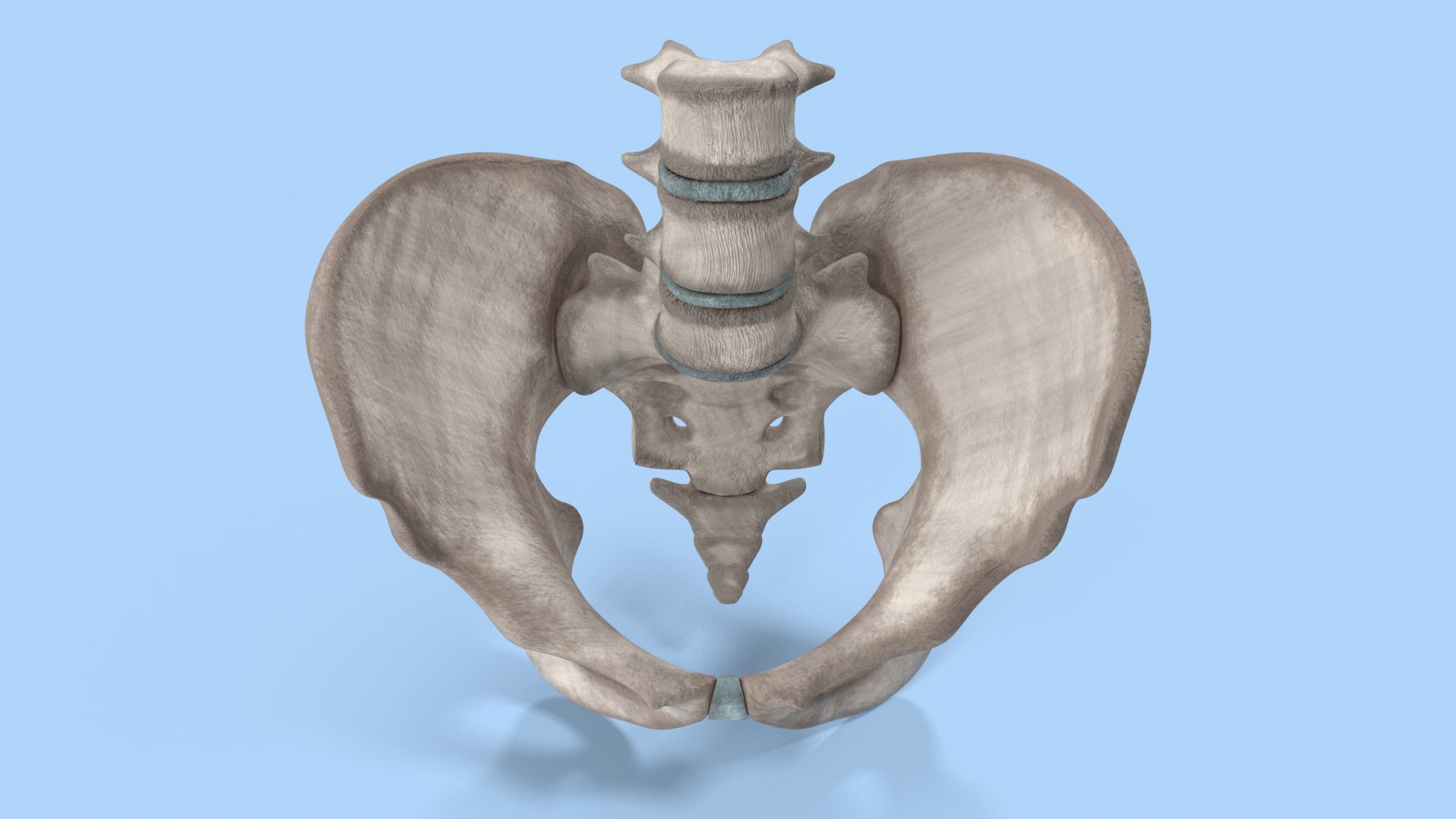 pelvis male skeleton model https://p.turbosquid.com/ts-thumb/uM/642nLZ/PB/018_malepelvis_col_v010065/png/1606670431/1920x1080/fit_q87/39cb21a9684694fdbb6a94b9c4d6f0882eb93c44/018_malepelvis_col_v010065.jpg
