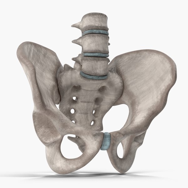 骨盆骨3d模型