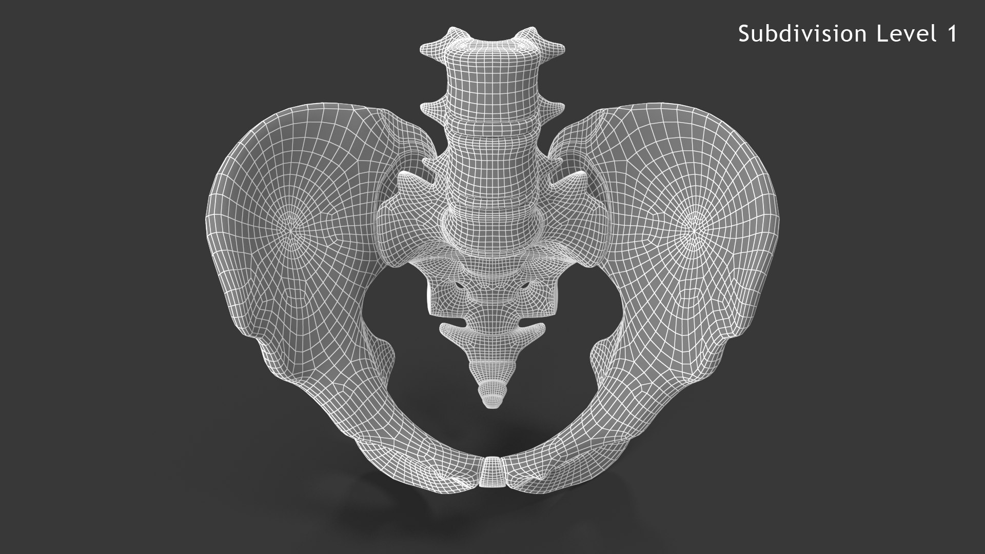 pelvis male skeleton model https://p.turbosquid.com/ts-thumb/uM/642nLZ/uP/018_malepelvis_sub1_v010065/png/1606670579/1920x1080/fit_q87/ec9e9a972fd67b22edad5a74917f25e3f47c27e9/018_malepelvis_sub1_v010065.jpg