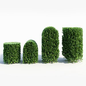 3D Ligustrum vulgare b model