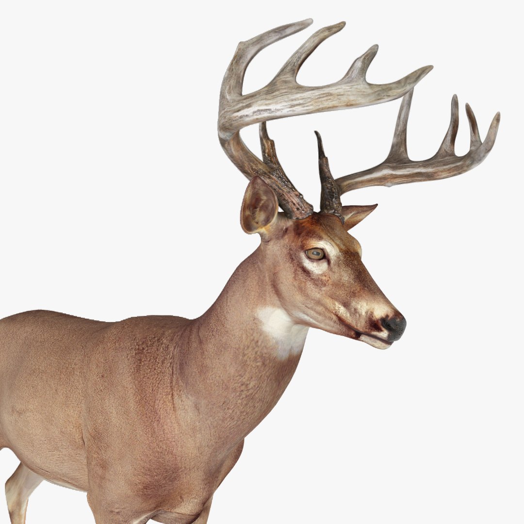 Deer Rigged 3d Model