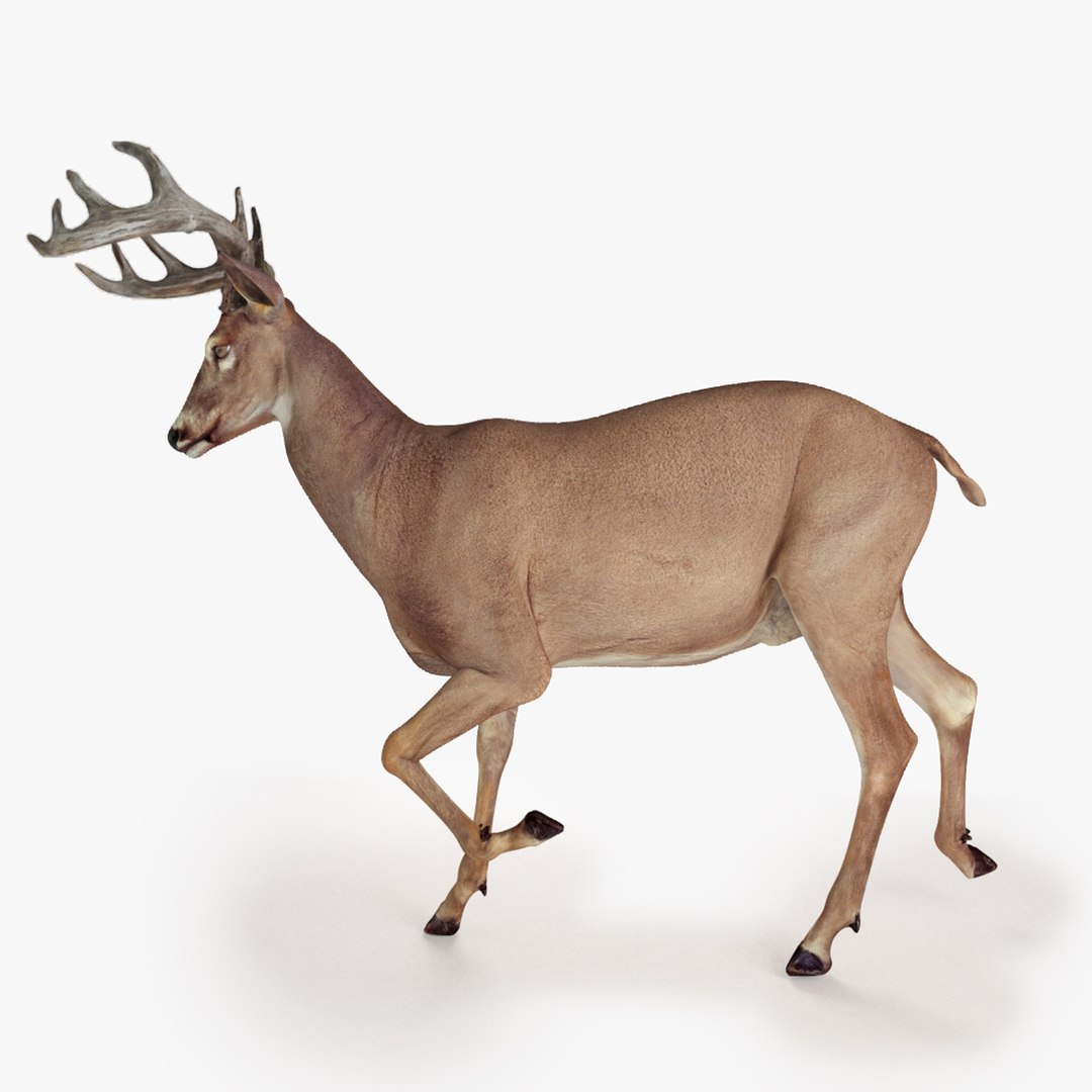 Deer Rigged 3d Model