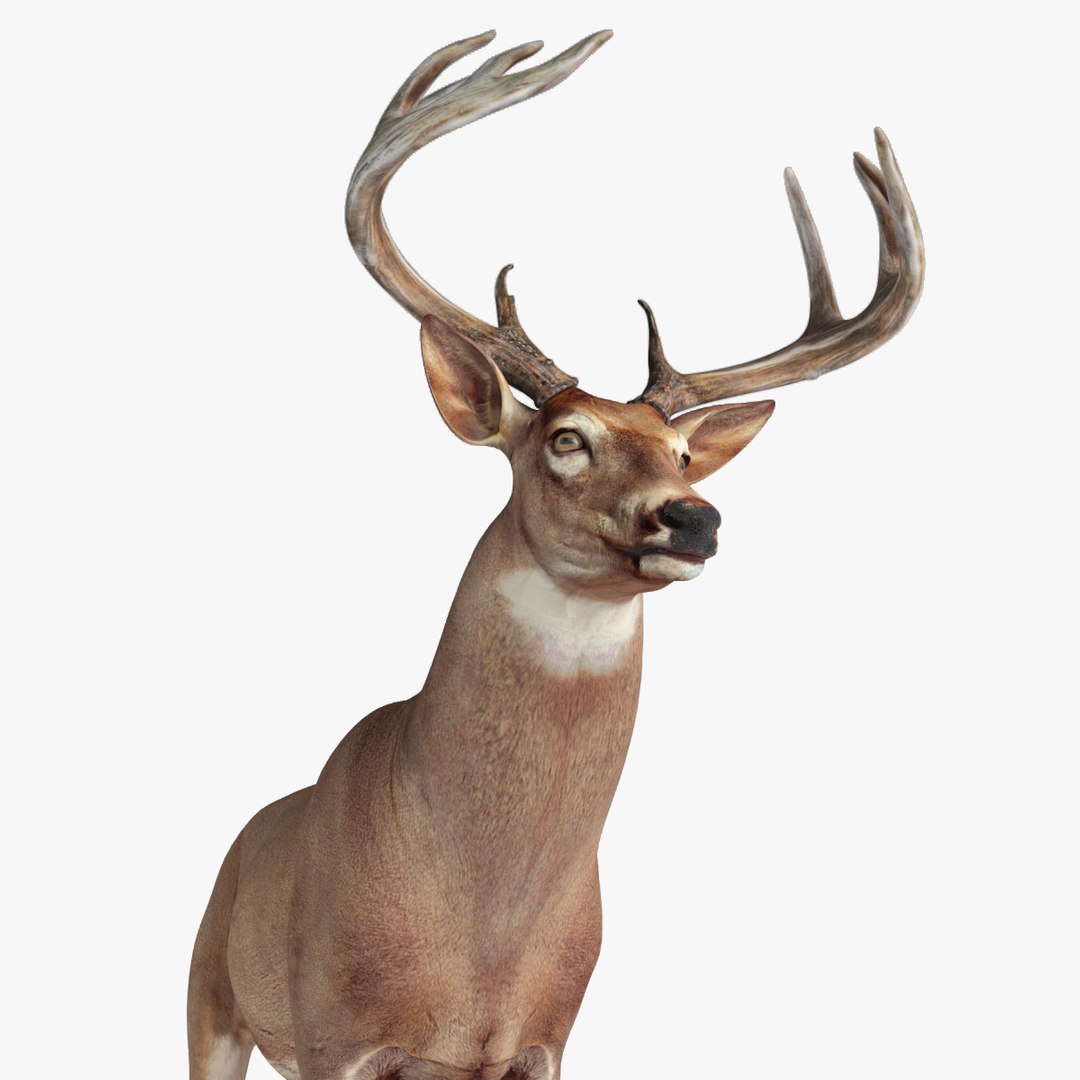 Deer Rigged 3d Model