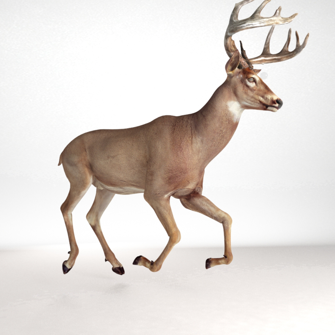 Deer Rigged 3d Model