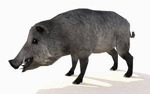 wild boar animations 3D model