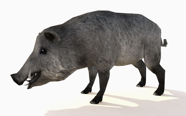 wild boar animations 3d model