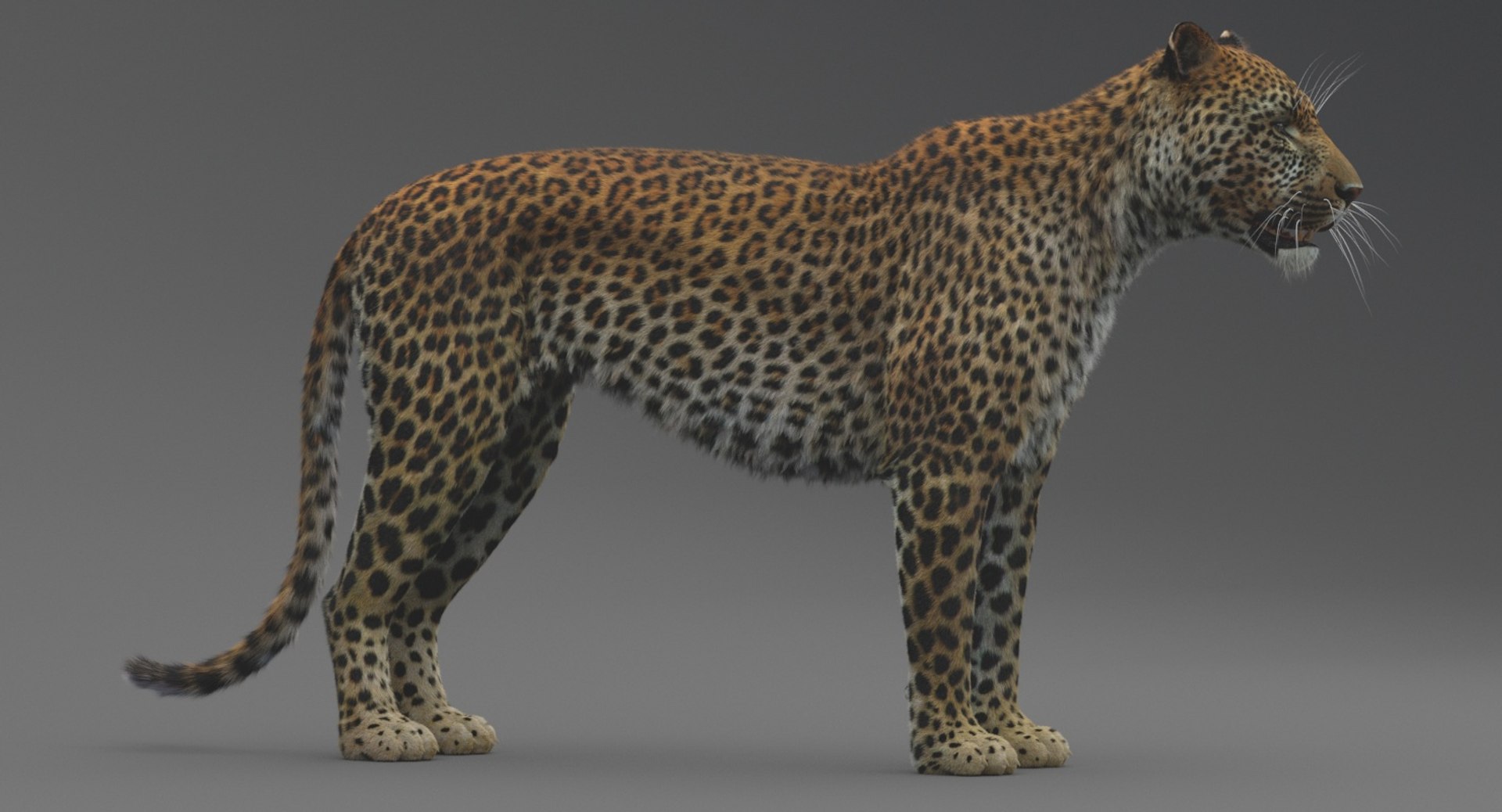 3D Leopard - TurboSquid 1337244