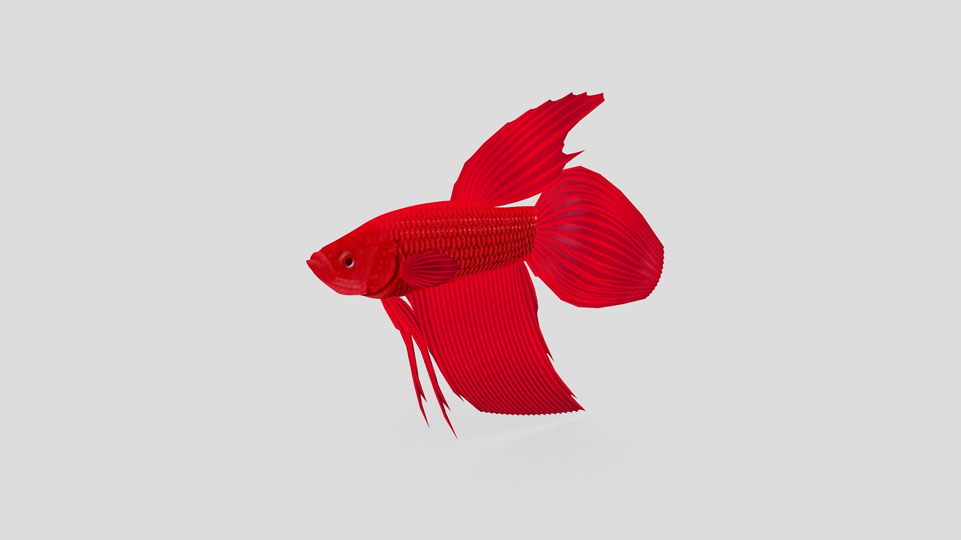 Fish 01 Model - TurboSquid 1261957