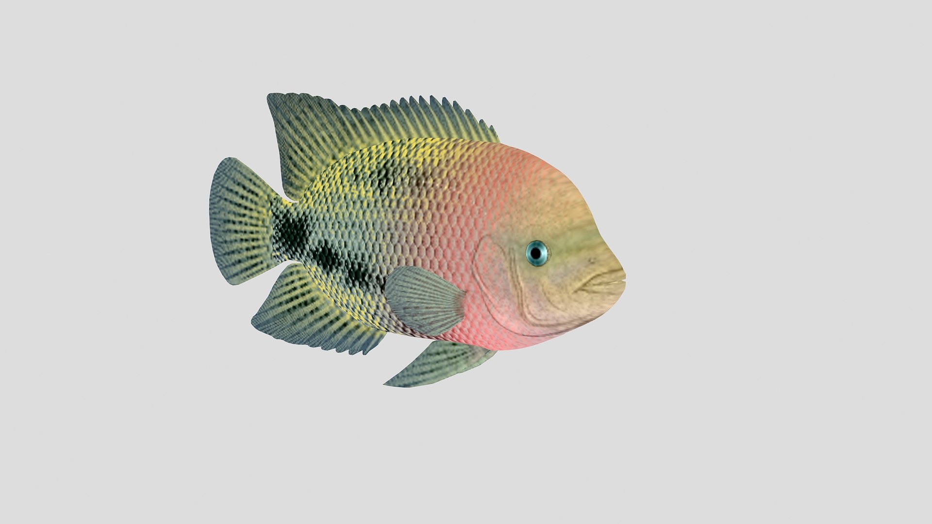 Fish 01 Model - TurboSquid 1261957