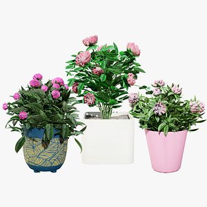 3D Peony Plant Pack model