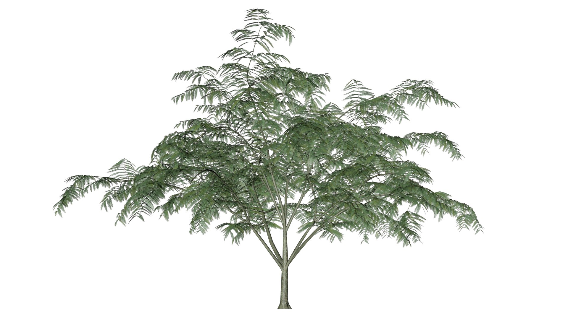 3D Mimosa Tree - 06 - - TurboSquid 2377173