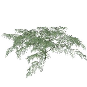 3D Mimosa Tree - 06 -