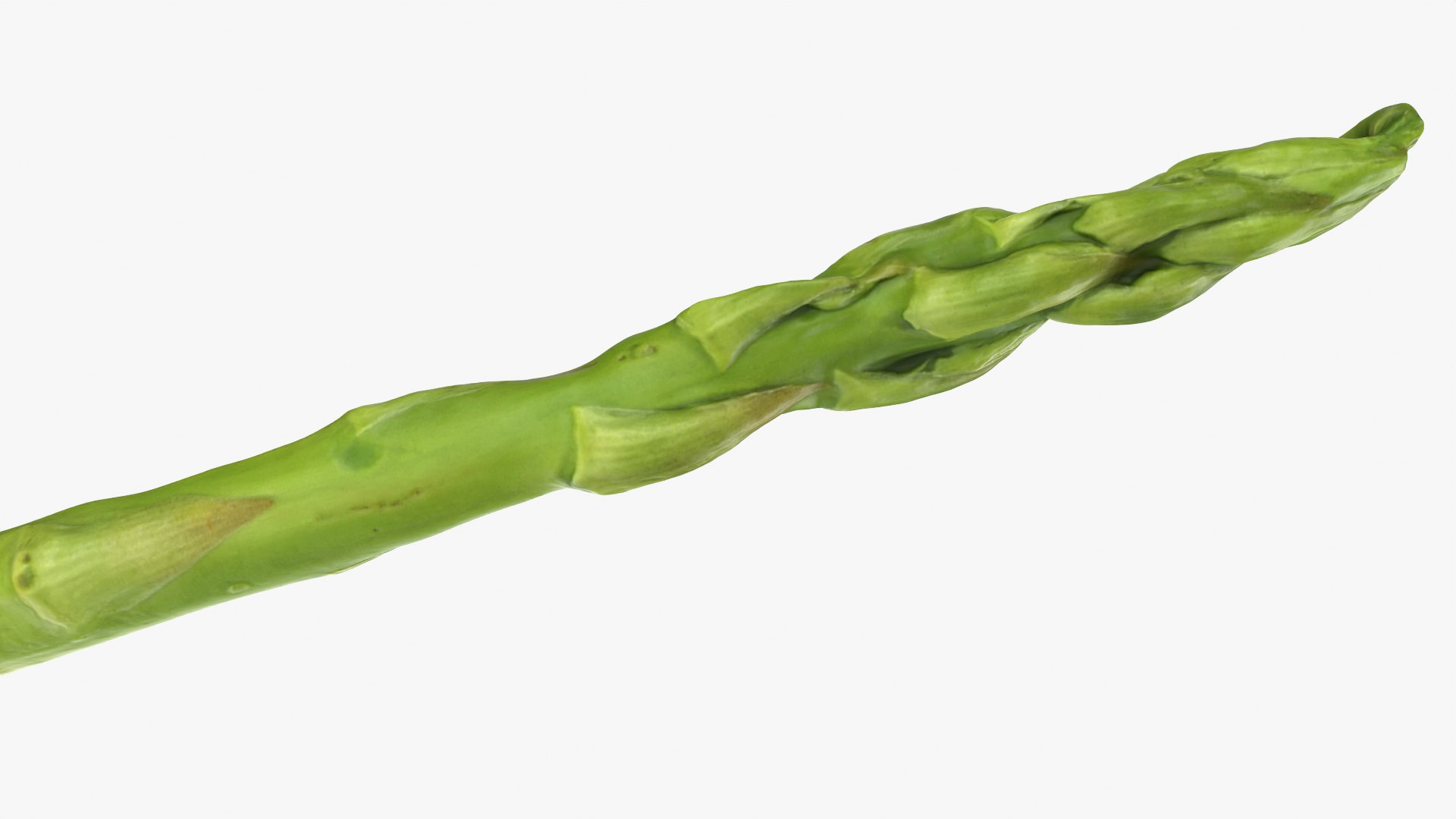 Asparagus Collection 3D https://p.turbosquid.com/ts-thumb/uN/BmSFEH/Zt/asparagus01_0012/png/1760765818/1920x1080/fit_q87/a7d1671b325d9ba282cb9c8a9add5f3c64bff542/asparagus01_0012.jpg