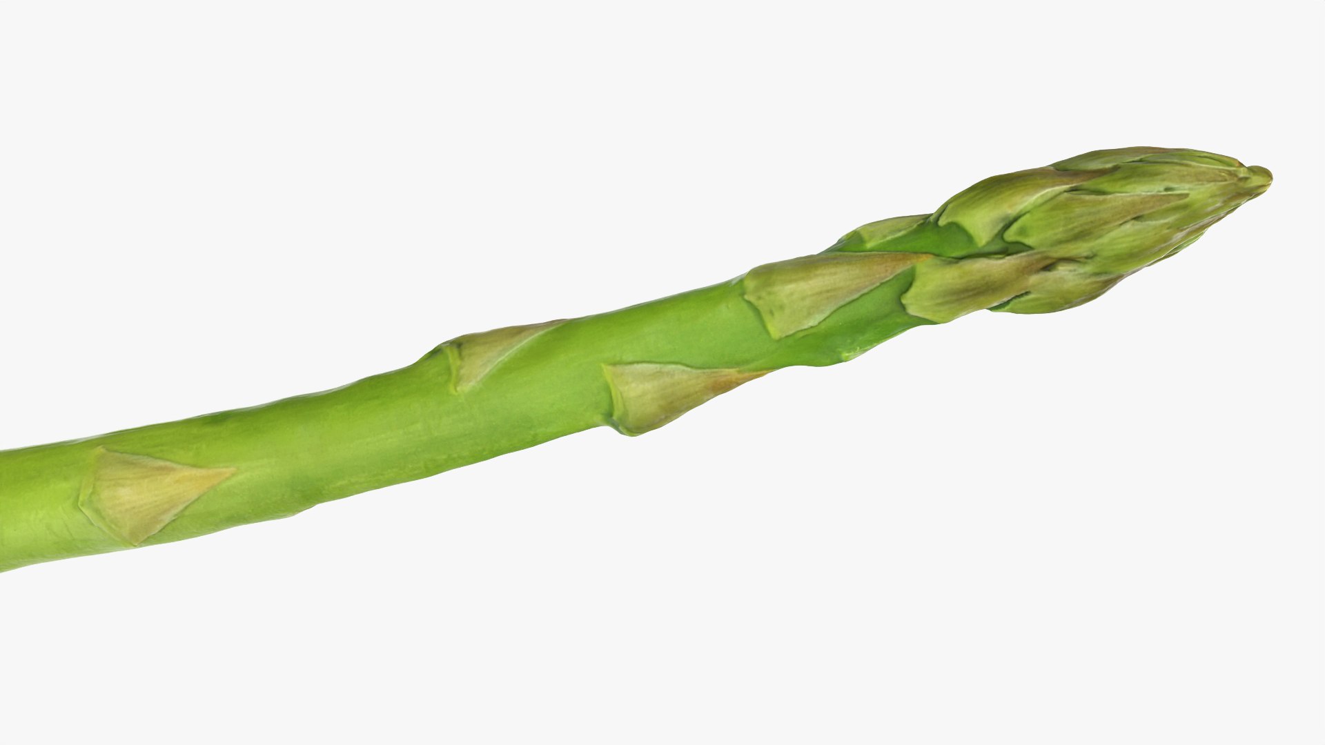 Asparagus Collection 3D https://p.turbosquid.com/ts-thumb/uN/BmSFEH/ut/asparagus02_0012/png/1760766022/1920x1080/fit_q87/044dacdf784e08bd0652208f0e574b50d23da06b/asparagus02_0012.jpg
