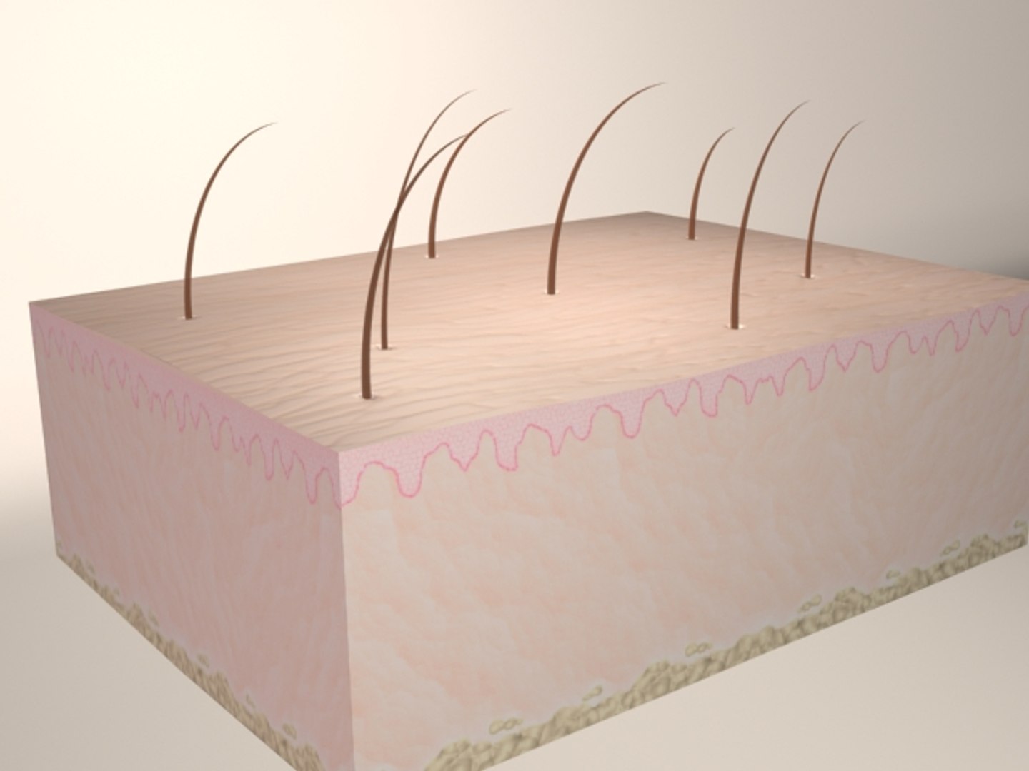 Skin Epidermis Dermis 3d Model