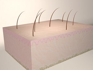 Epidermis_Max