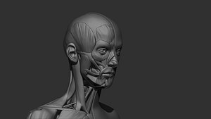 female muscles 3d print