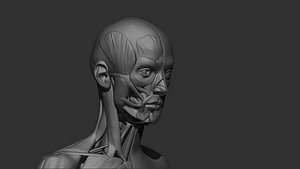 female muscles 3d print
