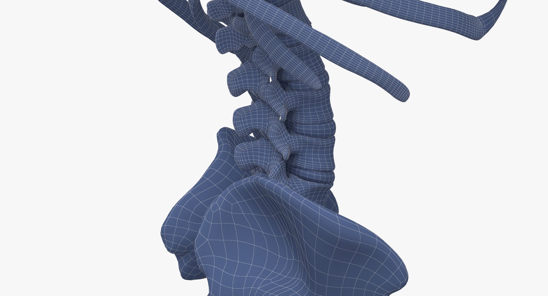Human Female Skeleton Pose 78(1) 3D model https://p.turbosquid.com/ts-thumb/uN/D8ZlK6/0z/human_female_skeleton_pose_78_wireframe_0013/jpg/1619787444/1920x1080/fit_q87/c01c6bffa94f69c1af457ec86ff9d57ead4ce782/human_female_skeleton_pose_78_wireframe_0013.jpg