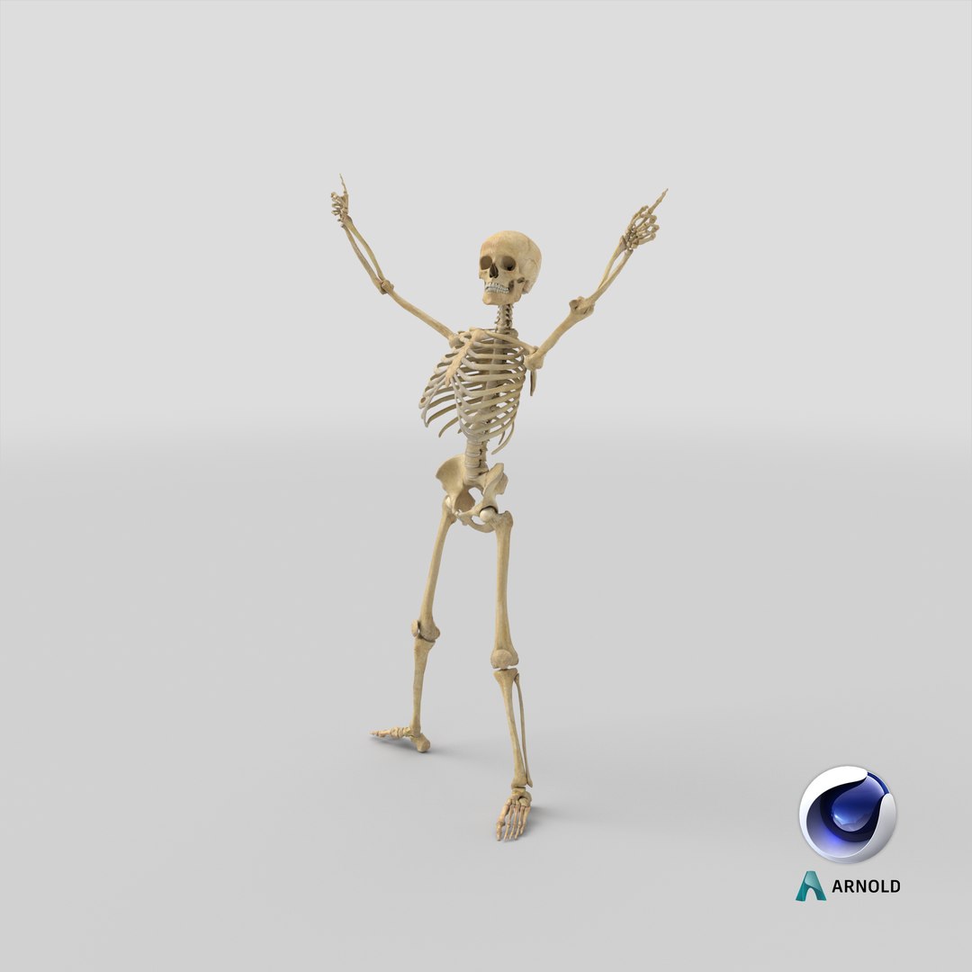 Human Female Skeleton Pose 78(1) 3D model https://p.turbosquid.com/ts-thumb/uN/D8ZlK6/WI/stemcell_cinema_4d_arnold_render/png/1642582001/1920x1080/fit_q87/b3b685c903b684a69d37ecb38b3b8782d2527cf2/stemcell_cinema_4d_arnold_render.jpg