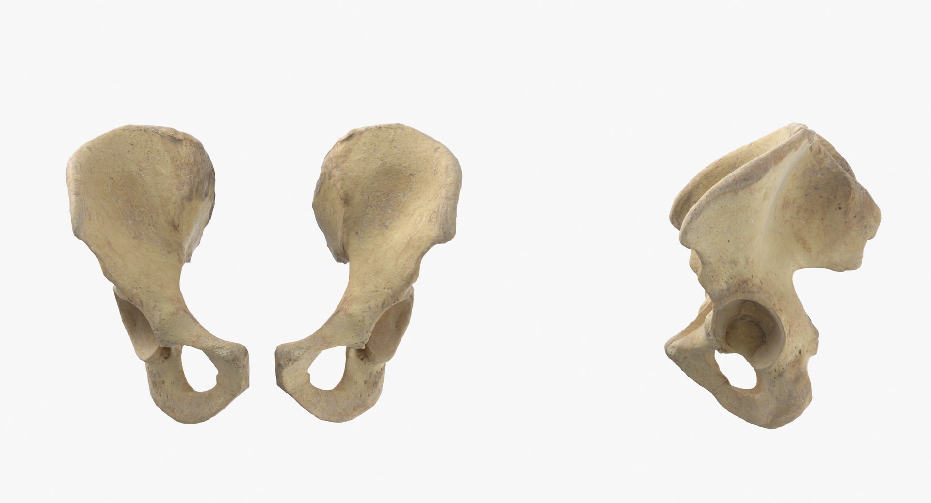 Human Female Skeleton Pose 78(1) 3D model https://p.turbosquid.com/ts-thumb/uN/D8ZlK6/dF/23_female_pelvis_normal/jpg/1619787241/1920x1080/fit_q87/4d92d2a1892528bc3a8b8402d2798fc69d574067/23_female_pelvis_normal.jpg