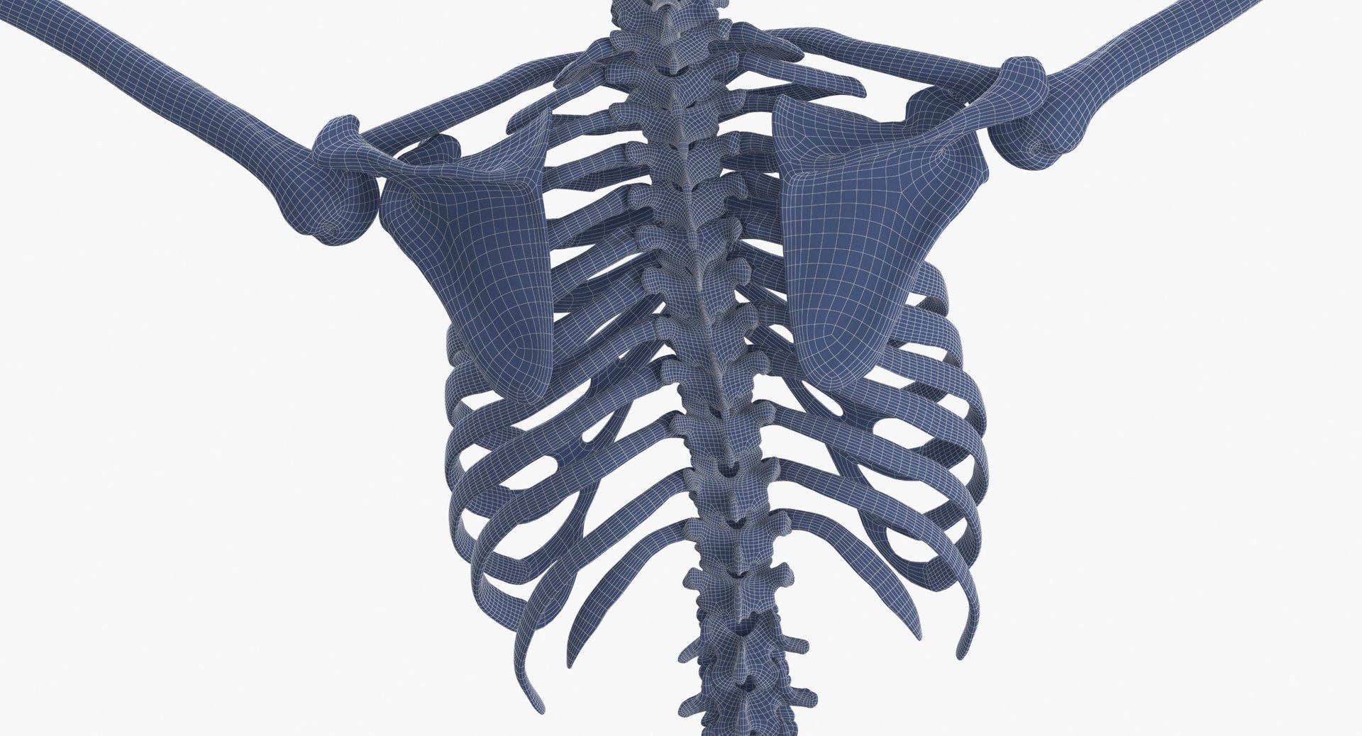 Human Female Skeleton Pose 78(1) 3D model https://p.turbosquid.com/ts-thumb/uN/D8ZlK6/hD/human_female_skeleton_pose_78_wireframe_0009/jpg/1619787430/1920x1080/fit_q87/b509bcb8df60c3f3b53a682831e5e9ced77a7d2b/human_female_skeleton_pose_78_wireframe_0009.jpg