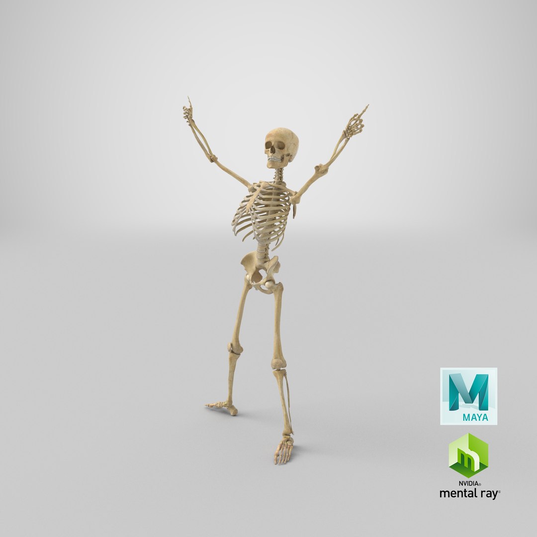 Human Female Skeleton Pose 78(1) 3D model https://p.turbosquid.com/ts-thumb/uN/D8ZlK6/iH/stemcell_maya_mental_ray_render/png/1642582007/1920x1080/fit_q87/cea7d98cc1f4efbc76f2e2549998c8a288592009/stemcell_maya_mental_ray_render.jpg