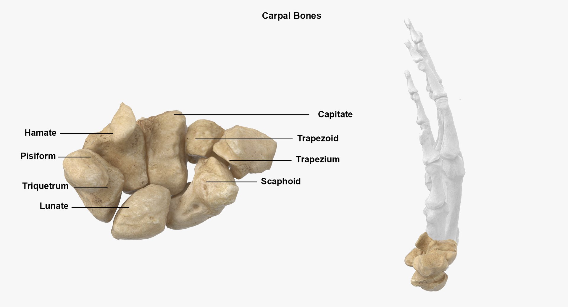 Human Female Skeleton Pose 78(1) 3D model https://p.turbosquid.com/ts-thumb/uN/D8ZlK6/ro/17_carpel_bones_normal_new/jpg/1619787219/1920x1080/fit_q87/8fd199c62717d23485c83d31154c783a3e5e581c/17_carpel_bones_normal_new.jpg