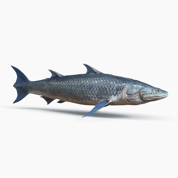 3d model zander fish animation
