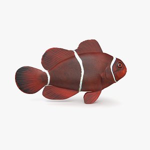 maroon clownfish model