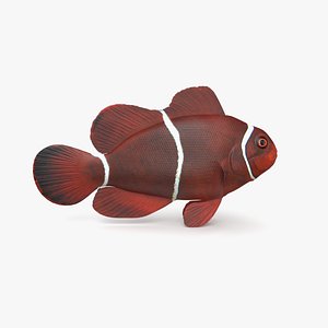Maroon Clownfish
