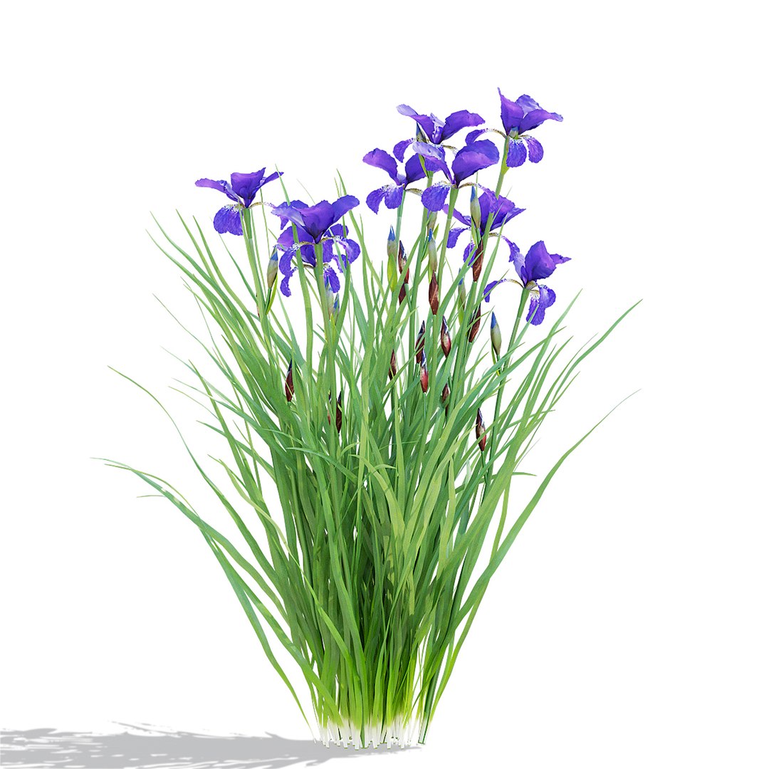 Iris sibirica flower 3D model - TurboSquid 2000749