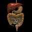 digestive system.max