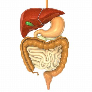 digestive system.max