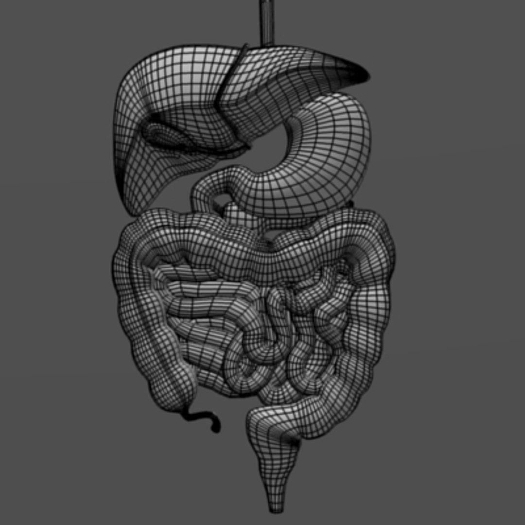 digestive esophagus liver stomach max https://p.turbosquid.com/ts-thumb/uN/arbbxr/a9HfytGe/digestivew/jpg/1218826569/1920x1080/fit_q87/f7d12066bb69a46d40b907d86905bbaed45fe5a6/digestivew.jpg