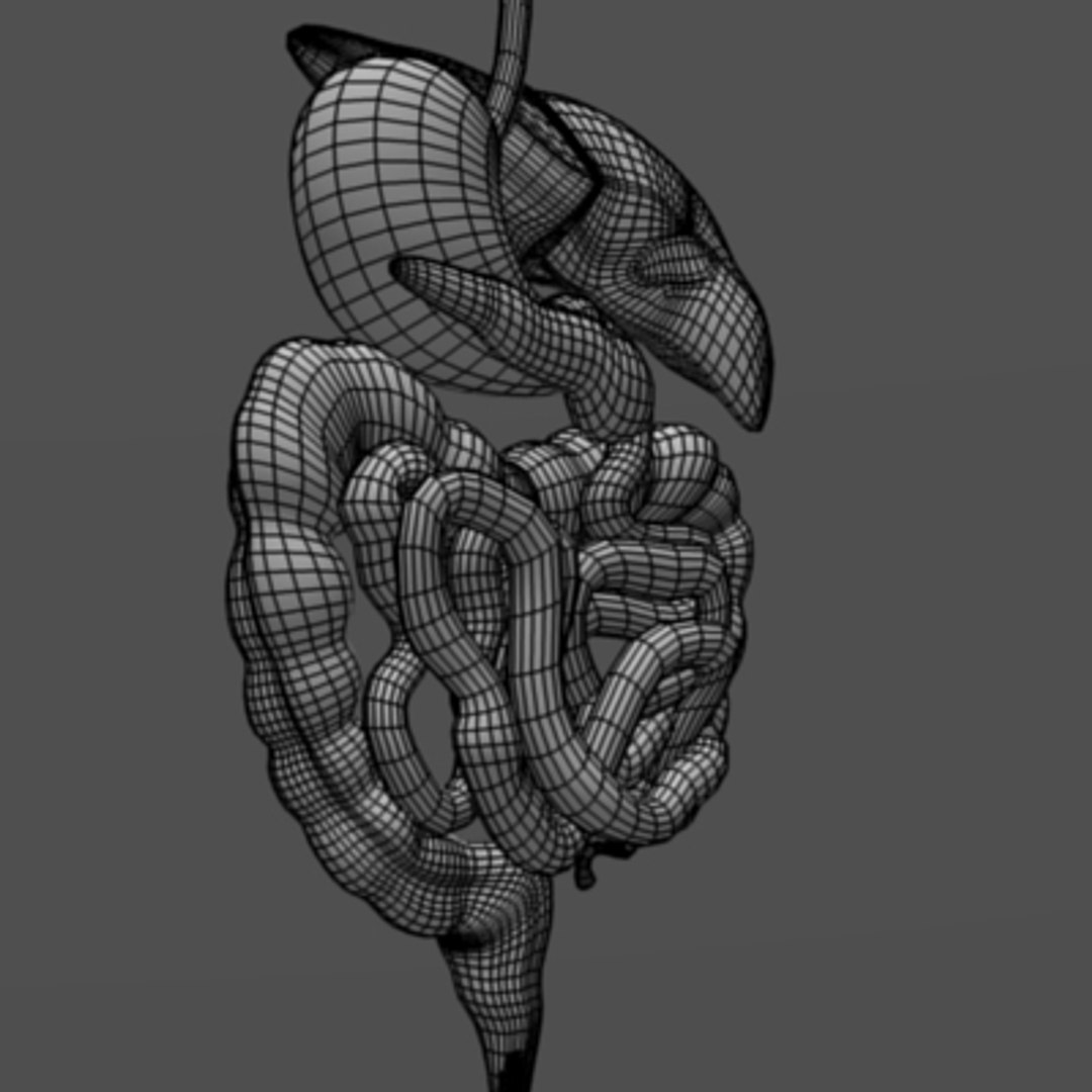 digestive esophagus liver stomach max https://p.turbosquid.com/ts-thumb/uN/arbbxr/woDV7V6N/digestivew3/jpg/1218826575/1920x1080/fit_q87/2bbc5dc937d5ee3e94bcaa03145dc9d4ef3bf372/digestivew3.jpg