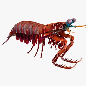 Mantis Shrimp