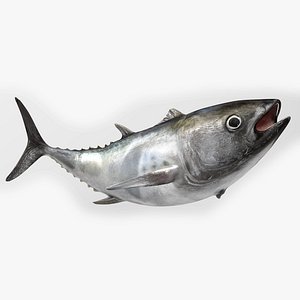 TUNA FISH Rigged  L1570