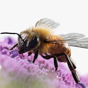 Honeybee - Rigged  Animated  XGen Fur model