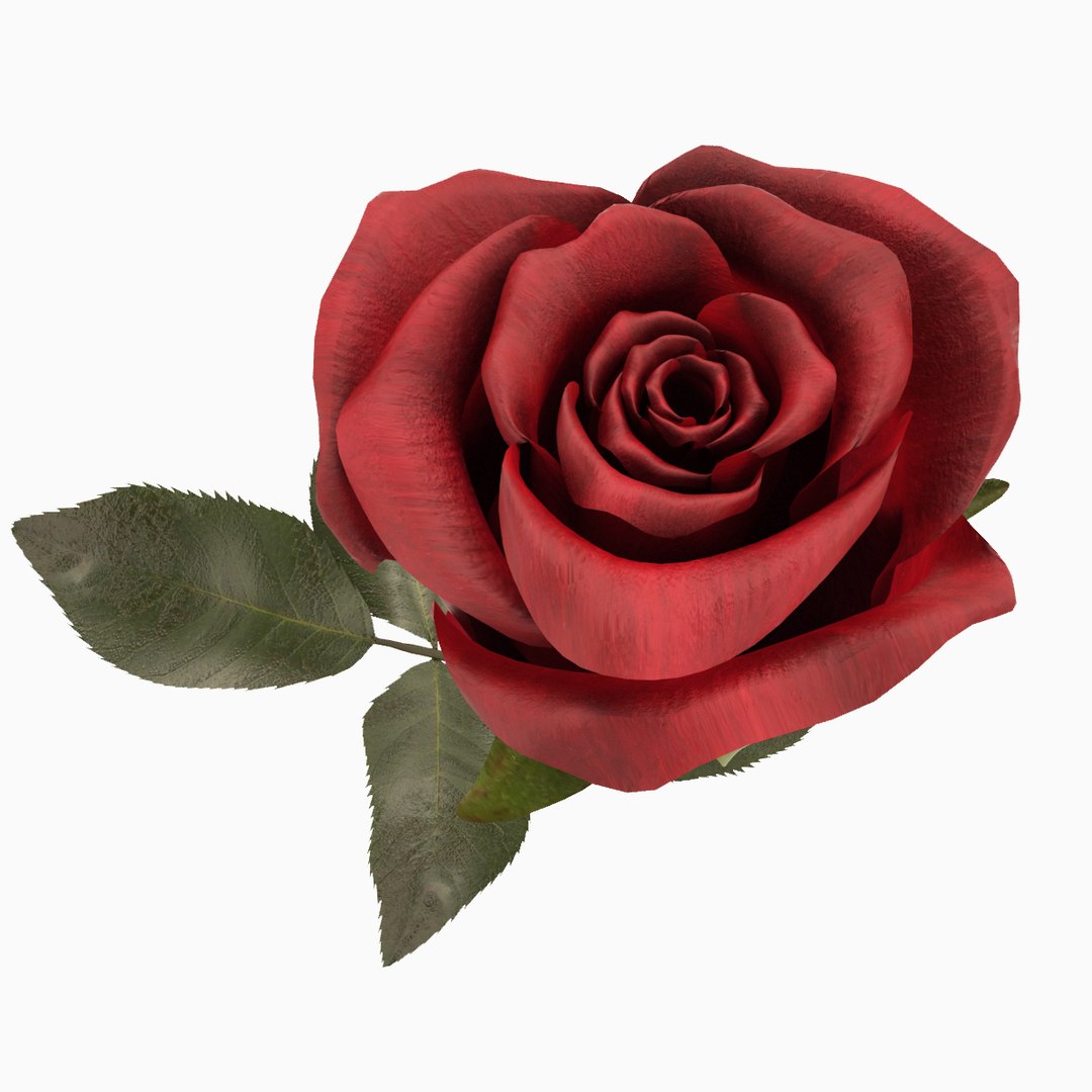 3d Model Rose Modeled Leaf