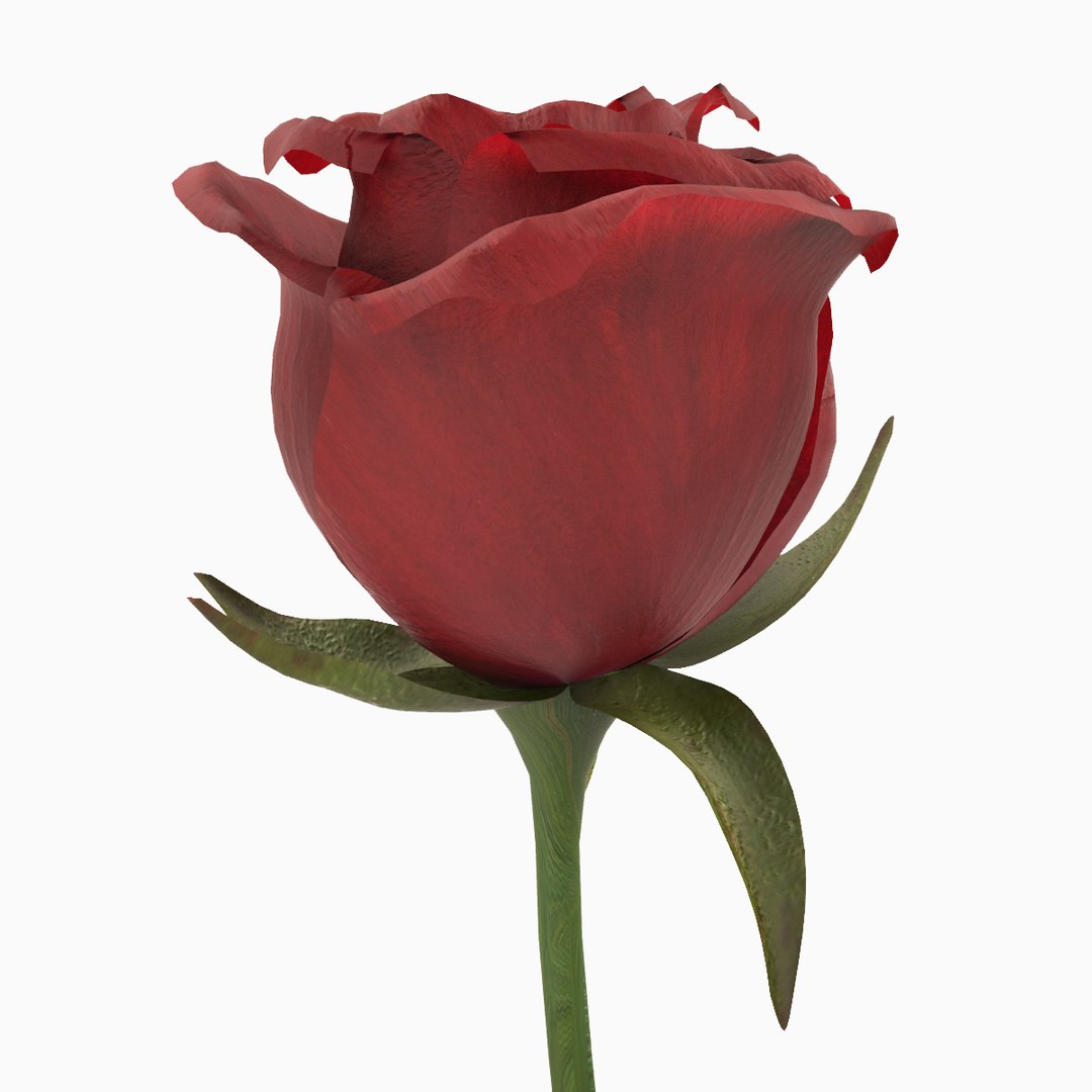 3d Model Rose Modeled Leaf