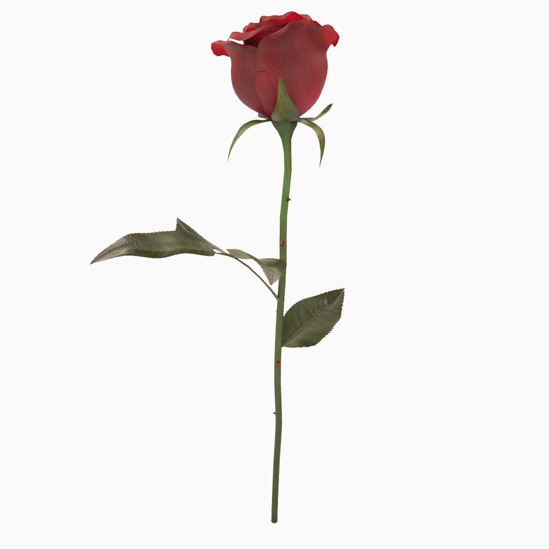 3d Model Rose Modeled Leaf