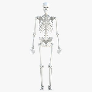 human skeleton 3D