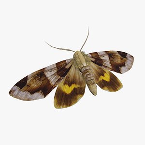Moth Chrysorithrum flavomaculata model
