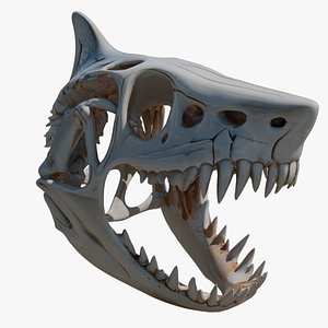 Realistic Shark Skull Model UV Unwrapped Single Mesh OBJ FBX
