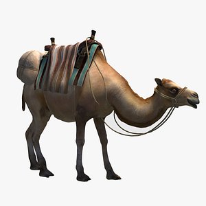 3D animated camel luggage model