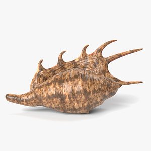 seashell shell sea 3D model
