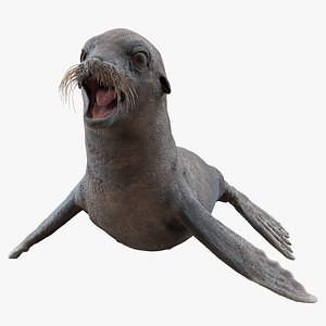3D sea lion wet neutral model
